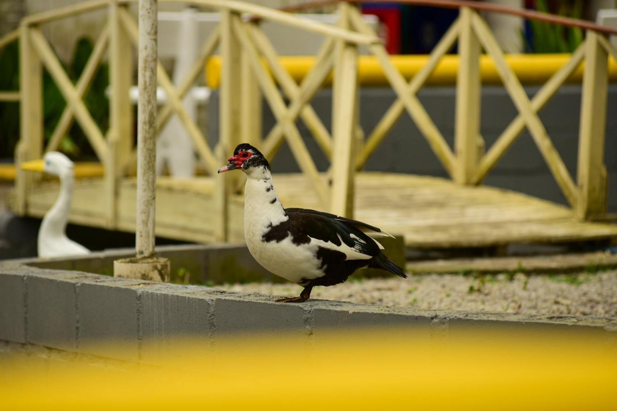 Pousada Chacara Rio Jordao Florianopolis Bagian luar foto